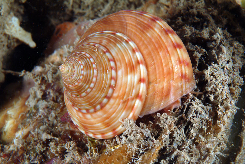 Calliostoma Zizyphinum 13-06-09